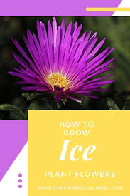 There are two ways you can propagate these plants: How To Grow Ice Plant Flowers Delosperma Cooperi Gardening Channel