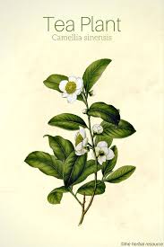 Tea Plant Camellia Sinensis Medicinal Plants Tea Plant Plants