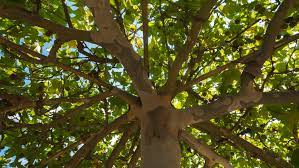 We did not find results for: 10 Fast Growing Shade Trees For Your Yard