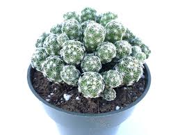 Image result for Cayratia gracilis