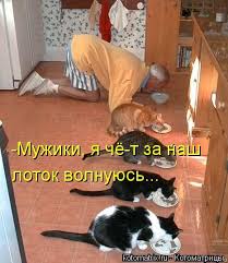 muzhiki ya chyo t za nash lotok volnuyus yumor pro koshek koshachi memy veselye kartinki