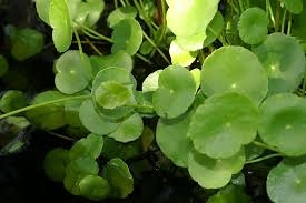 Image result for Hydrocotyle