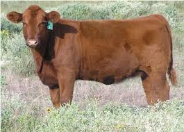 Berger S Herdmaster Hybrid Angus Red Angus And Simmental Bulls Beef Cattle Cattle Cow
