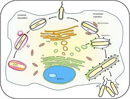 Legionella acquired its name after an outbreak in the us in 1976. Creating A Customized Intracellular Niche Subversion Of Host Cell Signaling By Legionella Type Iv Secretion System Effectors