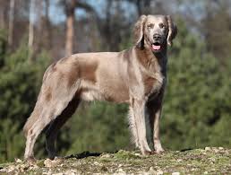 These dogs come in numerous shapes and sizes, ranging from hunting dogs to show dogs. Long Haired Weimaraner Weimaraner Puppies Long Haired Weimaraner Weimaraner Dogs