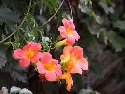 If it goes where you don't want it, it is fairly easy to pull off. Trumpet Vines How To Grow And Care For Hummingbird Vine Florgeous