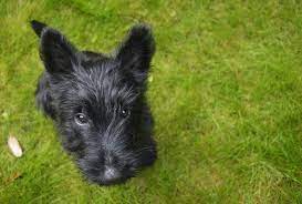 Find a miniature dachshund in scotland on gumtree, the #1 site for dogs & puppies for sale classifieds ads in the uk. Doxie Scot Scottish Terrier Dachshund Mix Guide Info Pictures Care Pet Keen