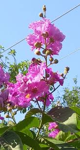 Image result for Lagerstroemia speciosa