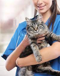 There's never a visit fee, and you'll earn pals rewards with each. About Us Veterinarian In Beaverton Or Companion Pet Clinic Of Beaverton