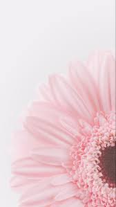 Wallpaper Iphone Android Background Beautiful Pink Flowers In 2020 Flower Iphone Wallpaper Floral Wallpaper Iphone Vintage Flowers Wallpaper