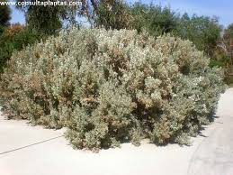 Image result for Atriplex halimus