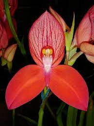 Disa Uniflora Hyuk Soon Ccm Am Aos South African Flowers Orchids Rare Flowers