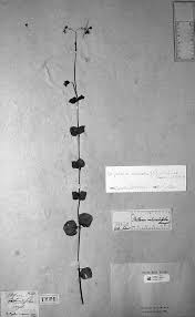 Image result for Stellaria mannii