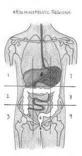 The conspicuity of an anatomic structure. Abdomen X Ray Anatomy Fill In Page 1 Line 17qq Com