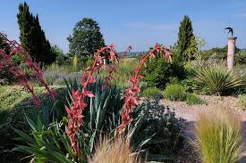 Image result for Beschorneria yuccoides