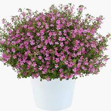 Image result for Jamesbrittenia huillana