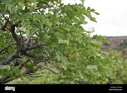 Image result for Burkea africana