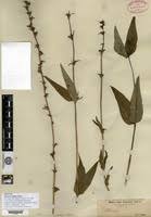 Image result for Otomeria elatior