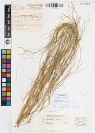 Image result for Eriochloa fatmensis