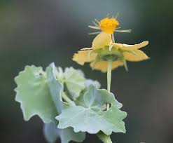 Image result for Abutilon englerianum