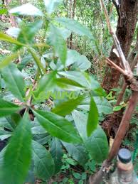 Image result for Ritchiea