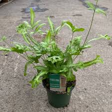 Image result for Pteris cretica