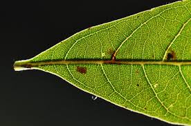 Image result for Vitex ferruginea