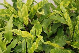 Image result for Pyrrosia rhodesiana