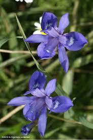 Image result for Moraea niassensis