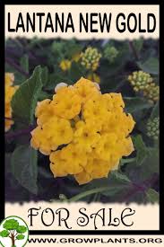 Lantana New Gold For Sale Lantana Plants Plant Sale