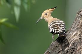 Common Hoopoe Bhutan Birds Bird Watching
