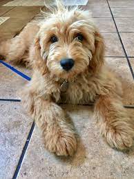 F1 Mini Goldendoodle 19 Weeks Old F1 Mini Goldendoodle Mini Goldendoodle Goldendoodle