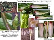 Image result for Siphonochilus brachystemon