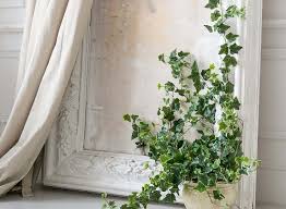 Ivy is beautiful but is also considered an invasive plant in some places because with the right light, water, and care, it can be one of the most beautiful indoor plants, exelling in containers and cascading from hanging baskets. Caring For English Ivy Hedera Helix Houseplant Central