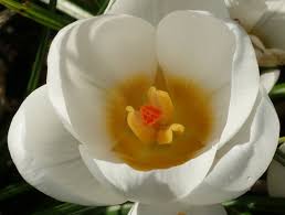 Image result for Pycreus chrysanthus