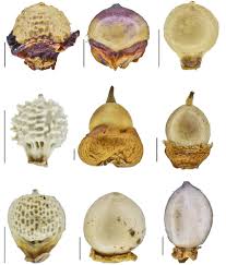 Image result for Scleria distans