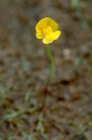 Image result for Utricularia subulata