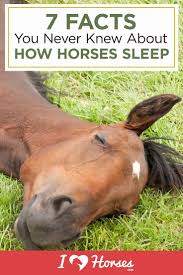 Interesting Facts About How Horses Sleep Horse Behavior Healthy Horses Horse Facts