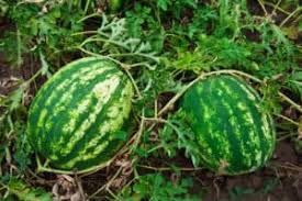 how to plant grow and harvest watermelon