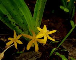 Image result for Curculigo pilosa