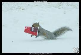 Gray Squirrel Coffee Squirrel Photography Photos Snow Shovel