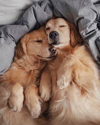 Don't miss what's happening in your neighborhood. Photos Of 2 Golden Retriever Best Friends Popsugar Pets