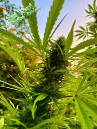Here are our tips for achieving your best harvest yet in 2021. Outdoor Grow Das Wichtigste In Kurze Don Leon The Cannabis Scientist