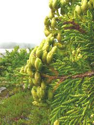 Image result for Hetaeria occidentalis