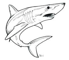 Mako Shark Google Search Mako Shark Google Search Mako Shark Google Search Kopek Baligi Cizim Cizimler