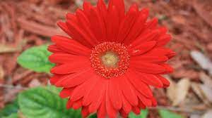 Fiori tipo margherite colorate gerbera, la. Gerbera Fiore Coltivazione E Costo Idee Green