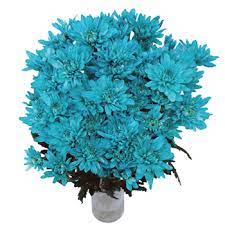 Where to buy rat cage trap squirrels. Turquoise Blue Flowers Fiftyflowers Com