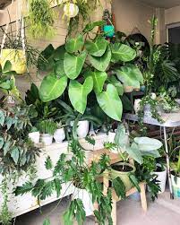 Philodendron Congo Plants Interior Plants Indoor Plants