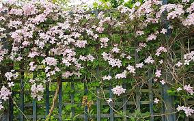 Join our friendly community that shares tips and ideas for gardens, along with seeds and plants. How To Plant And Prune Climbers For The Best Results