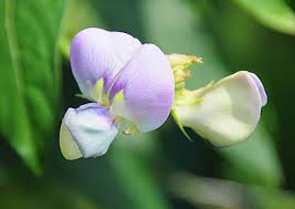 Image result for pea flower